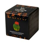 Набор для выращивания Small village cube Эхинокактус Альбинос