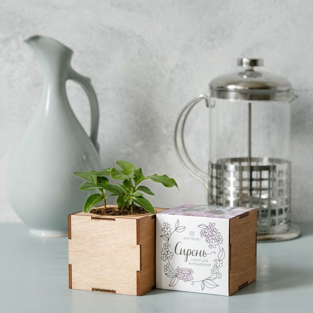 Набор для выращивания «Экокуб Lite», сирень — изображение 2