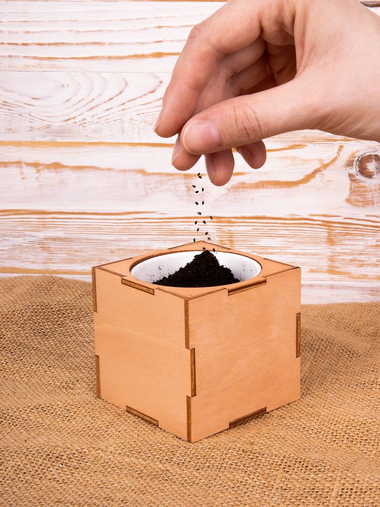 Набор для выращивания «Экокуб Lite», сирень — изображение 11