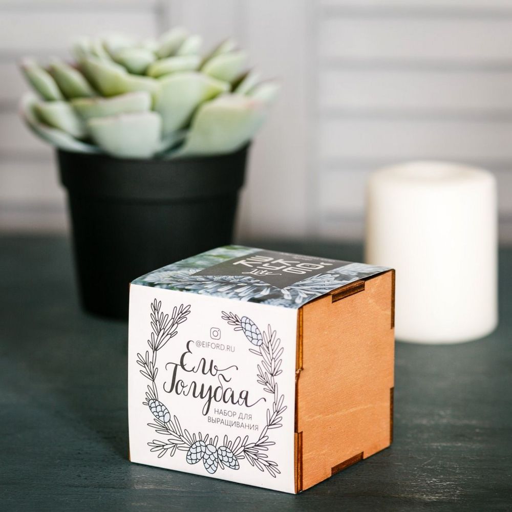 Набор для выращивания «Экокуб Lite», ель голубая — изображение 3