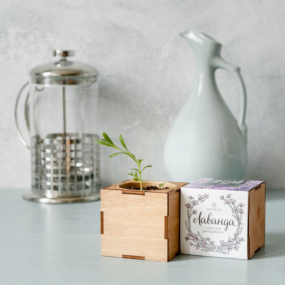 Набор для выращивания «Экокуб Lite», лаванда — изображение 2