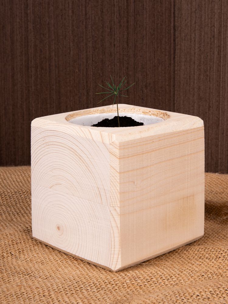 Набор для выращивания «Экокуб», сосна — изображение 8