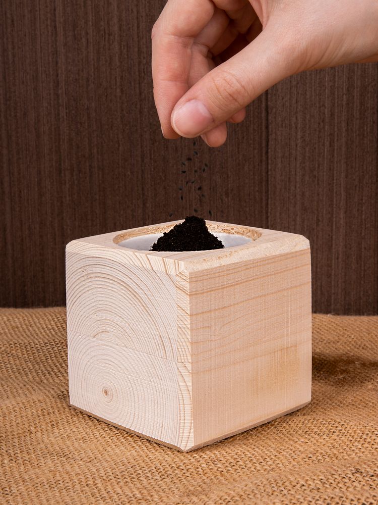 Набор для выращивания «Экокуб», ель голубая — изображение 6