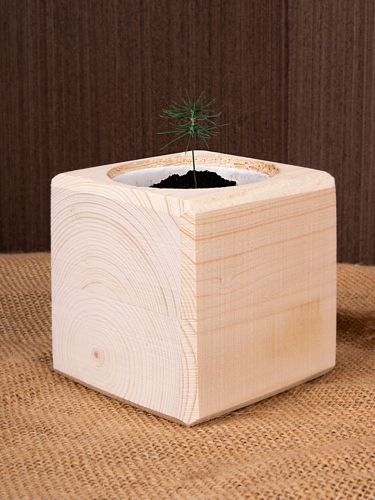 Набор для выращивания «Экокуб», ель голубая — изображение 7