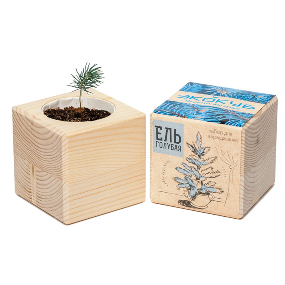 Набор для выращивания «Экокуб», ель голубая — изображение 3