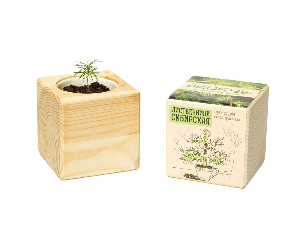Набор для выращивания Экокуб Classic Лиственница Сибирская — изображение 5